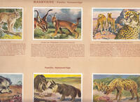 WUNDER DER TIERWELT - SAUGETIERE (njem.)-1